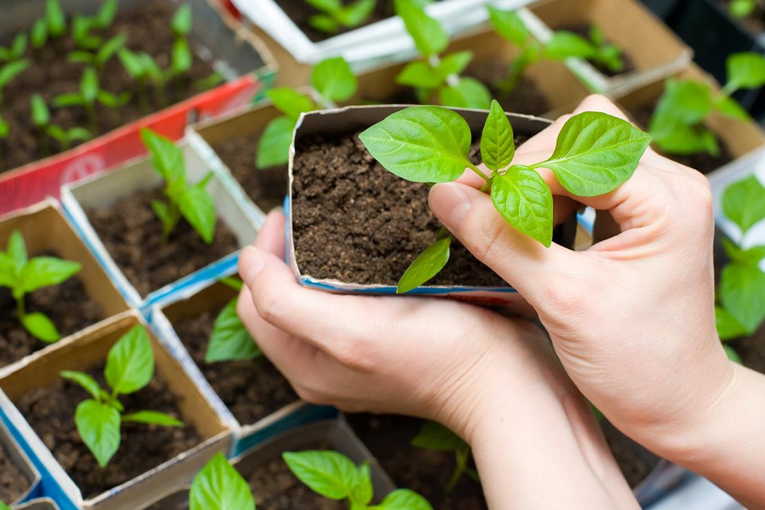 Выращивание конопли в Донецке: как выбрать и купить качественные семена