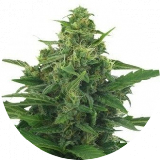 Семена конопли сорта LSD Auto Fem.