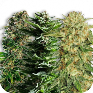 Семена конопли сорта Collection Mix Auto Fem.