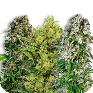 Семена конопли сорта Indica Mix #3 Auto Fem.