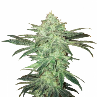 Семена конопли сорта Stardawg Auto Fem.