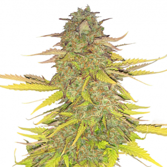 Семена конопли сорта Acid Rain Auto Fem.
