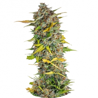 Семена марихуаны купить сорт Cream Mandarine Auto Fem.