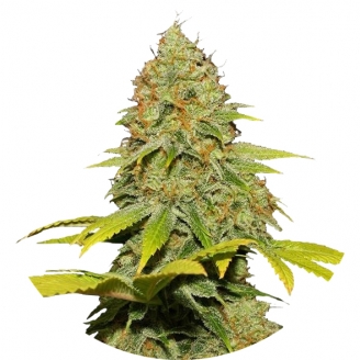 Семена конопли сорта Jack Herer Reg.